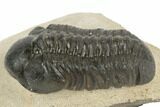 Detailed Reedops Trilobite - Atchana, Morocco #190274-1